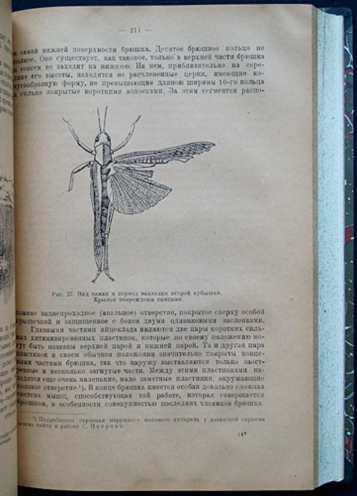 Конволют: Саранча и борьба с ней — монографии Никольского и Уварова (1925, 1927)