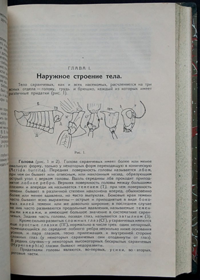 Конволют: Саранча и борьба с ней — монографии Никольского и Уварова (1925, 1927)