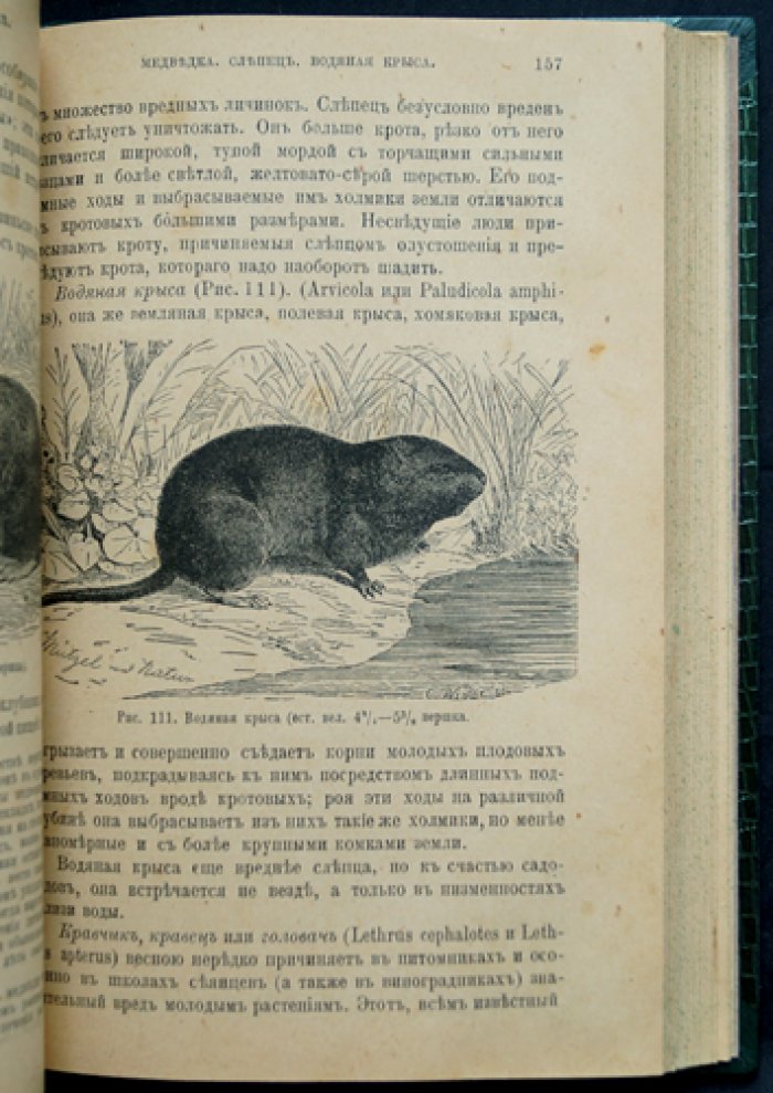 Плодовая школа и плодовый сад: руководство по культуре плодовых деревьев для южной половины России