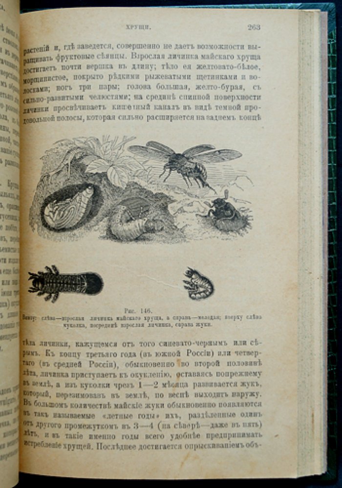 Плодовая школа и плодовый сад: руководство по культуре плодовых деревьев для южной половины России