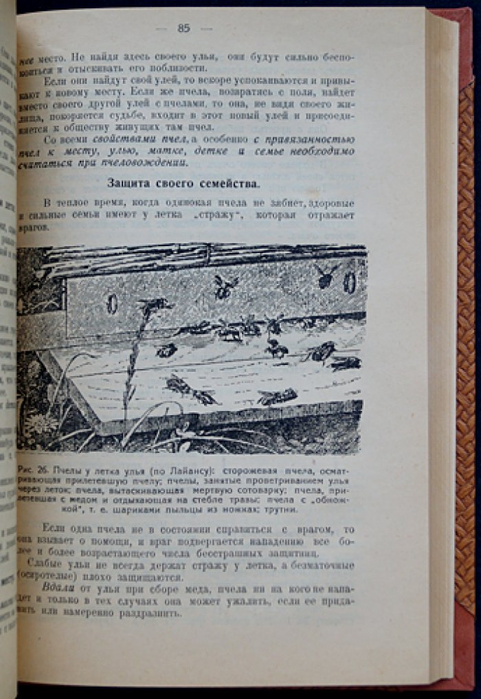 Пчеловодство. Практическое руководство (2-е изд., исправл. и доп.)