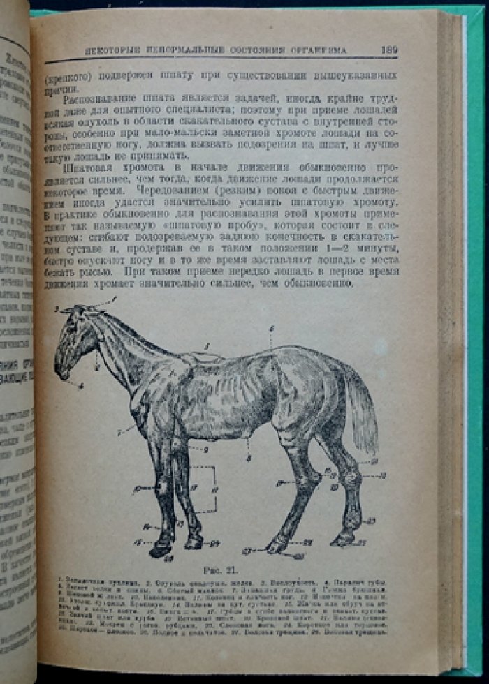 Иппология. Учение о лошади (анатомия, экстерьер, содержание, болезни, породы и ковка)