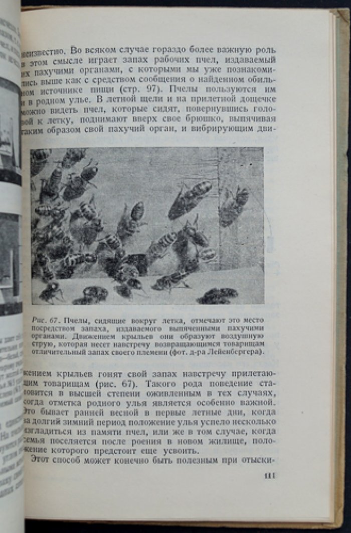 Карл фон Фриш. Из жизни пчел: увлекательный рассказ о поведении улья