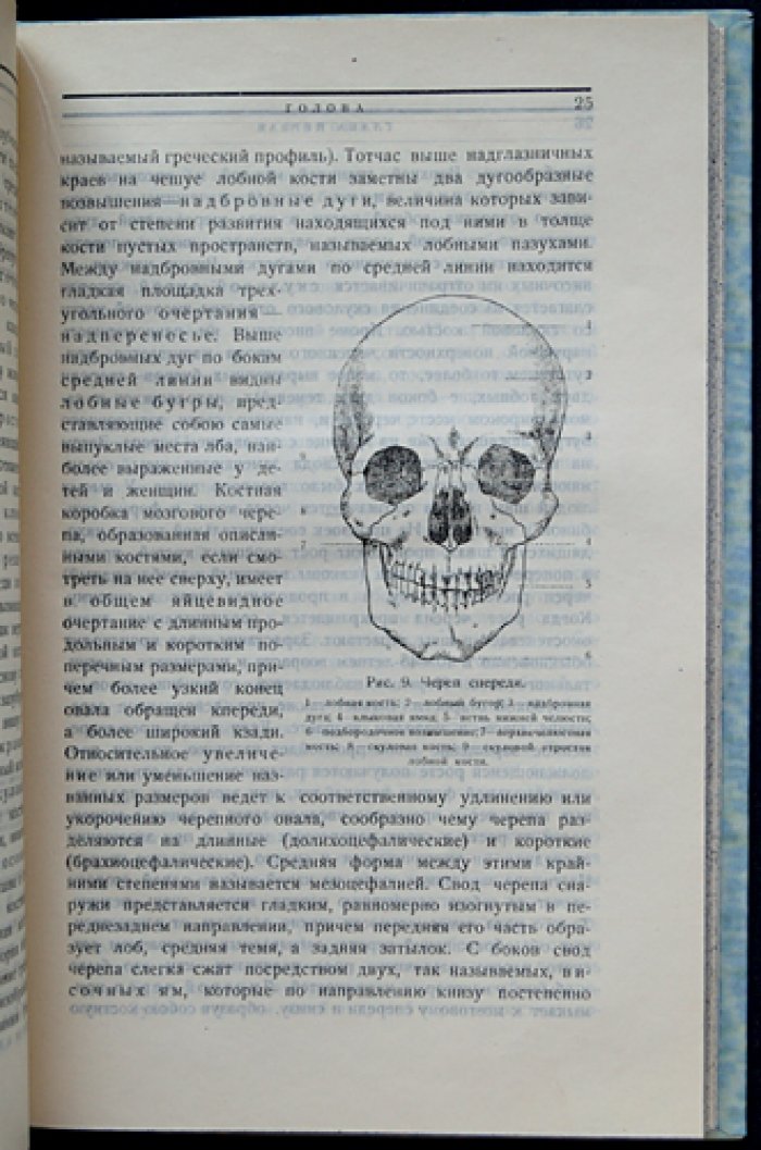 Пластическая анатомия: руководство для художников