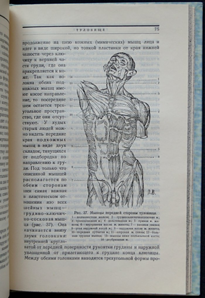 Пластическая анатомия: руководство для художников