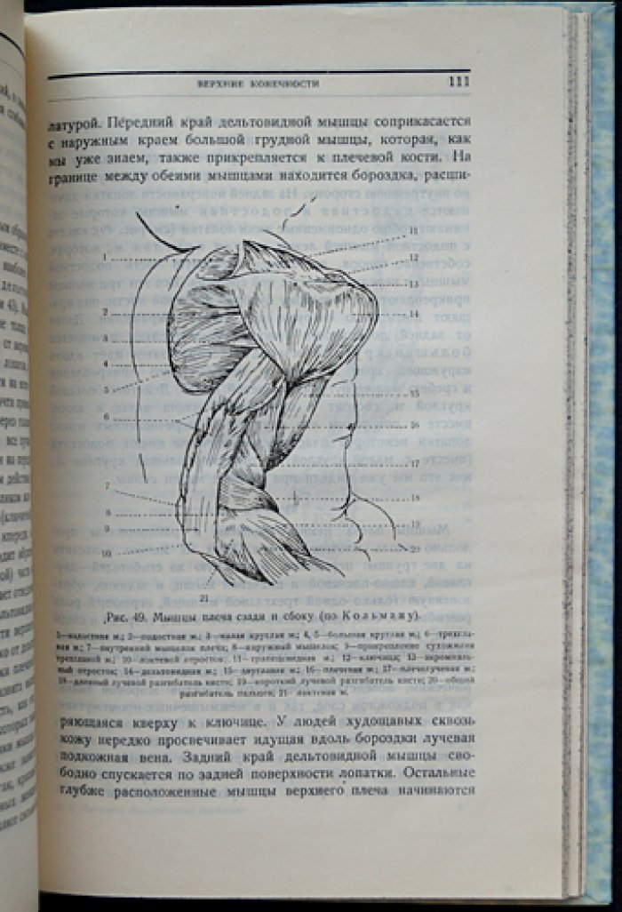 Пластическая анатомия: руководство для художников