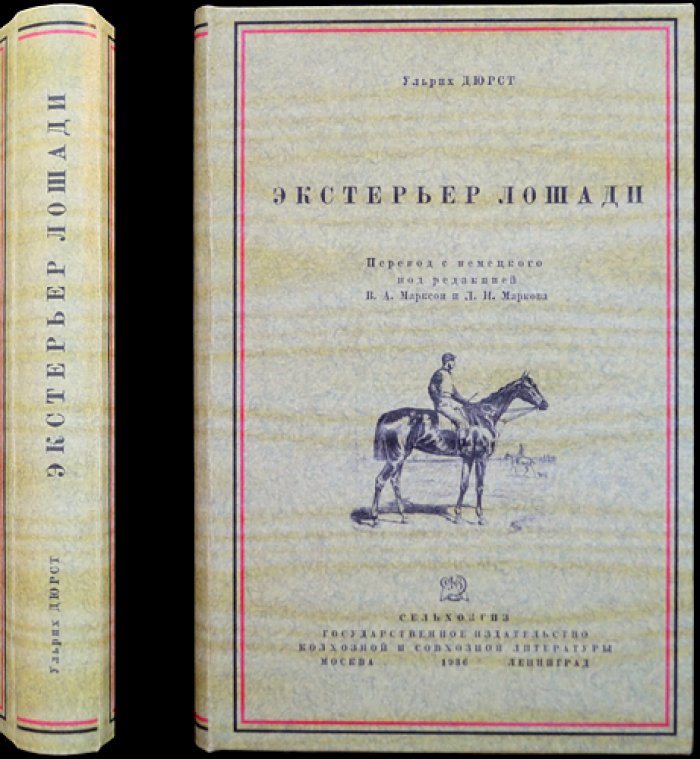 Экстерьер лошади: внешний вид и особенности форм