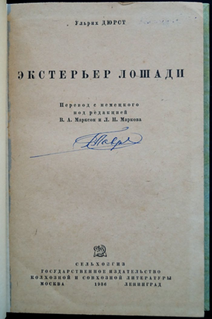 Экстерьер лошади: внешний вид и особенности форм