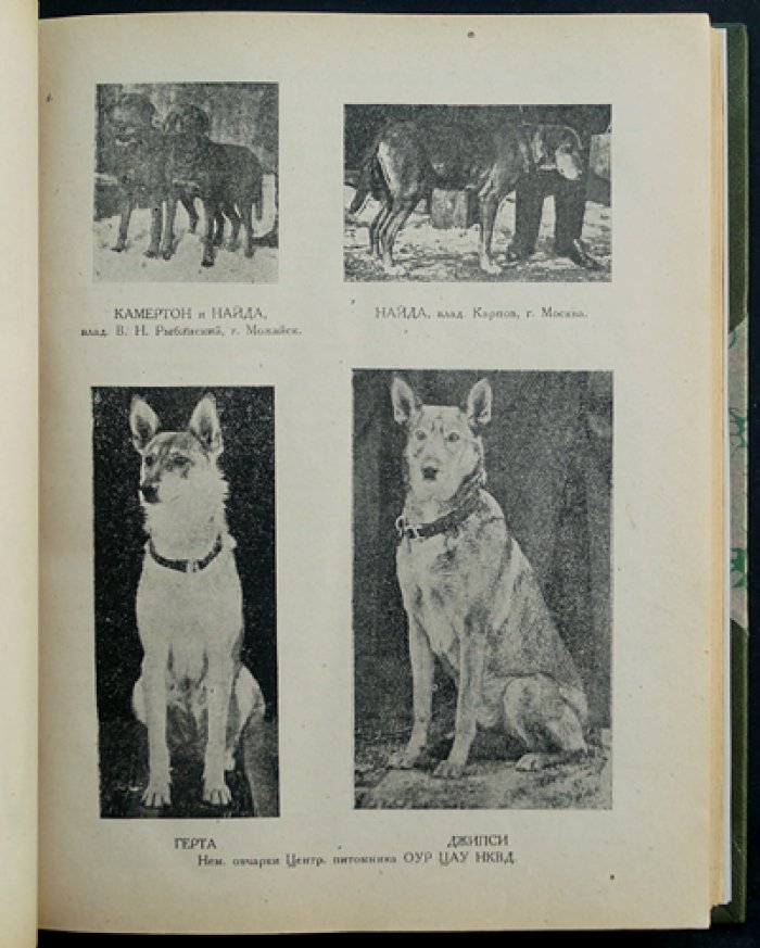 Сборник ДОКС: зима 1924–1925 гг. (Донское общество поощрения и развития кровного собаководства)