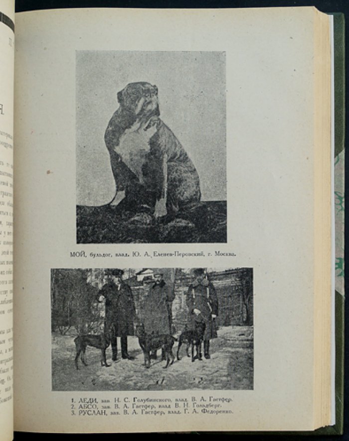Сборник ДОКС: зима 1924–1925 гг. (Донское общество поощрения и развития кровного собаководства)