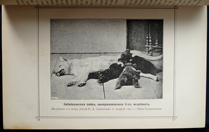 Природа и охота. Ежемесячный иллюстрированный журнал. 1894. Том III, № 7–9 (июль–сентябрь)