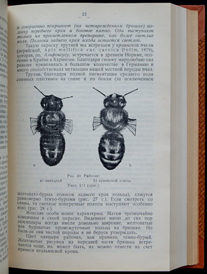 Енох Цандер. Профессор. Руководство по пчеловедению. Том I–VI (полный комплект)