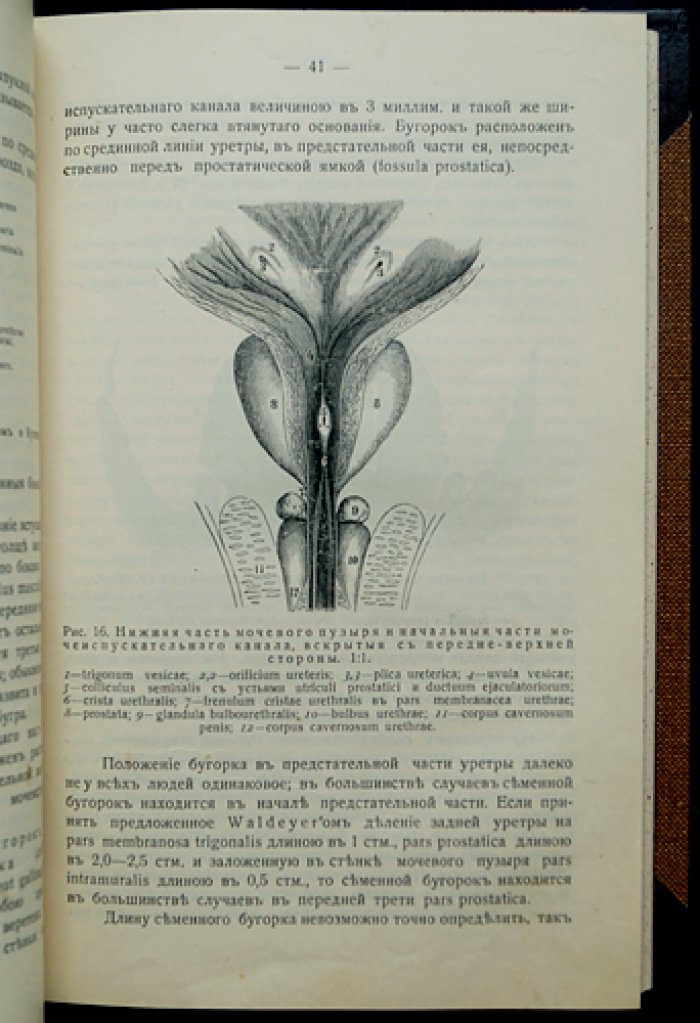 «Половое бессилие»: клинико-анатомическое исследование с 54 рисунками (первое издание, 1915)