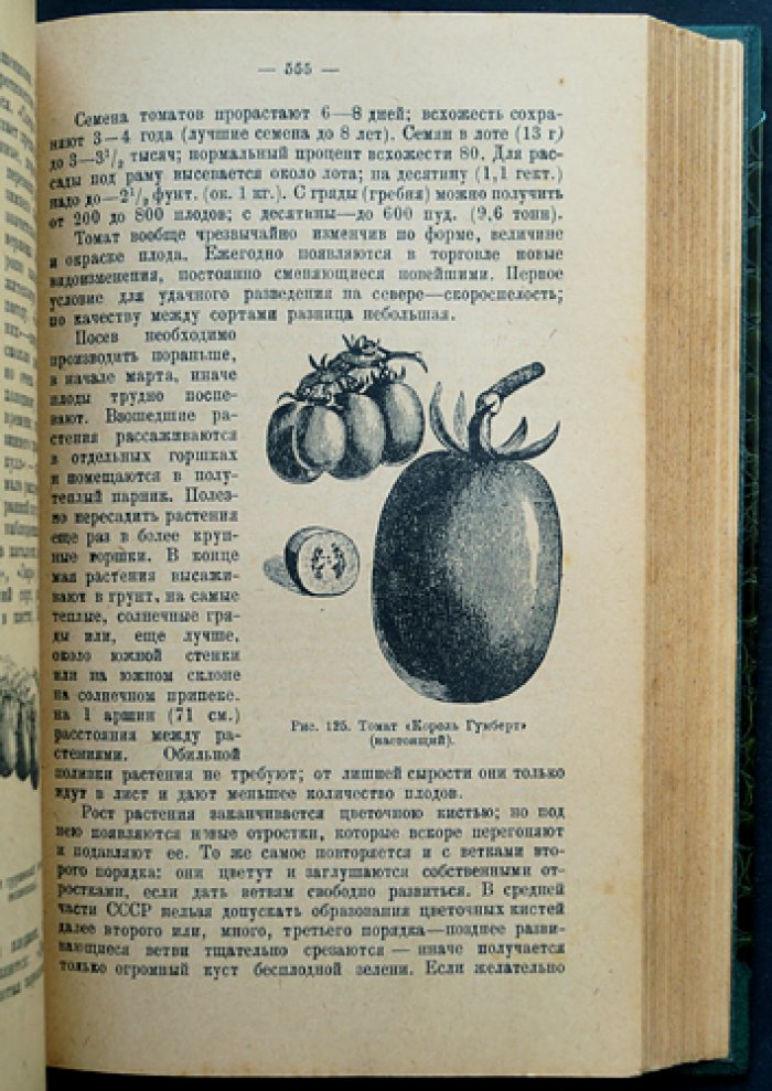 Русский огород, питомник и плодовый сад: практическое руководство (издание 1929)