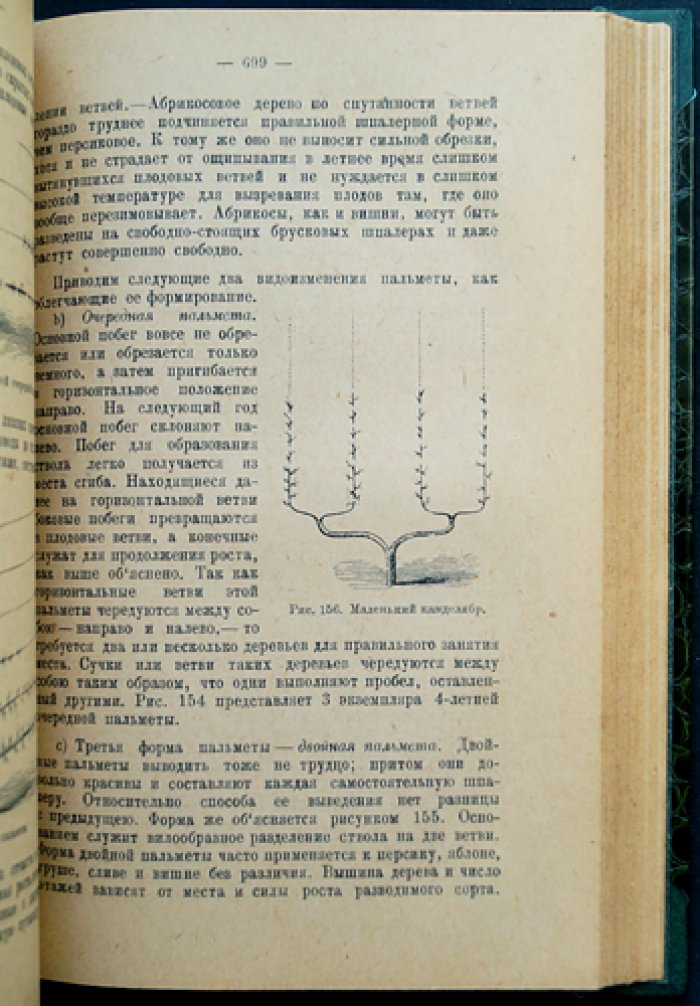 Русский огород, питомник и плодовый сад: практическое руководство (издание 1929)