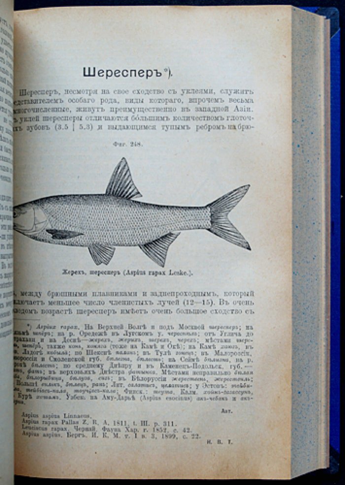 Рыбы России. Жизнь и ловля (уженье) пресноводных рыб (3-е издание, 1911)