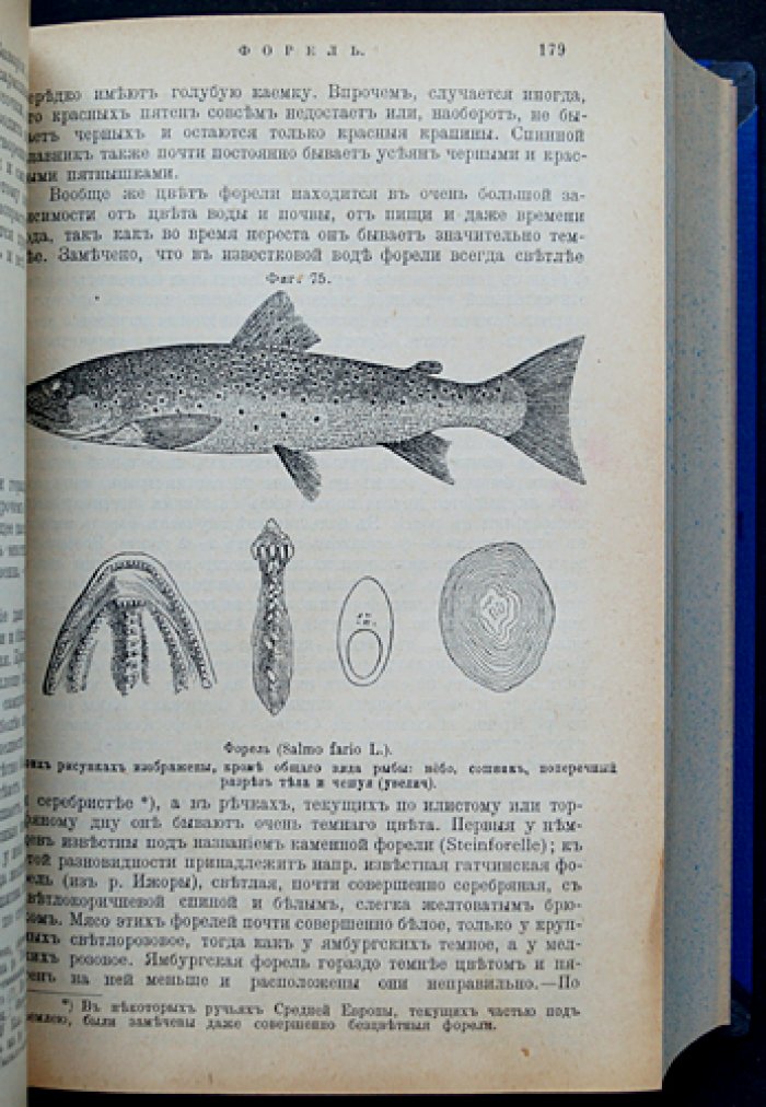 Рыбы России. Жизнь и ловля (уженье) пресноводных рыб (3-е издание, 1911)