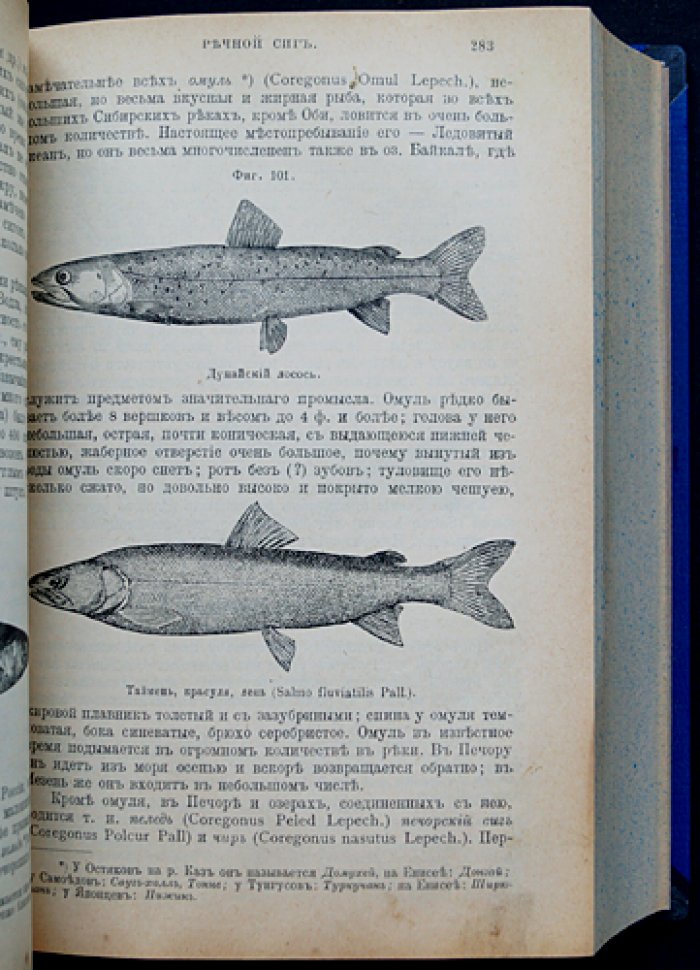 Рыбы России. Жизнь и ловля (уженье) пресноводных рыб (3-е издание, 1911)