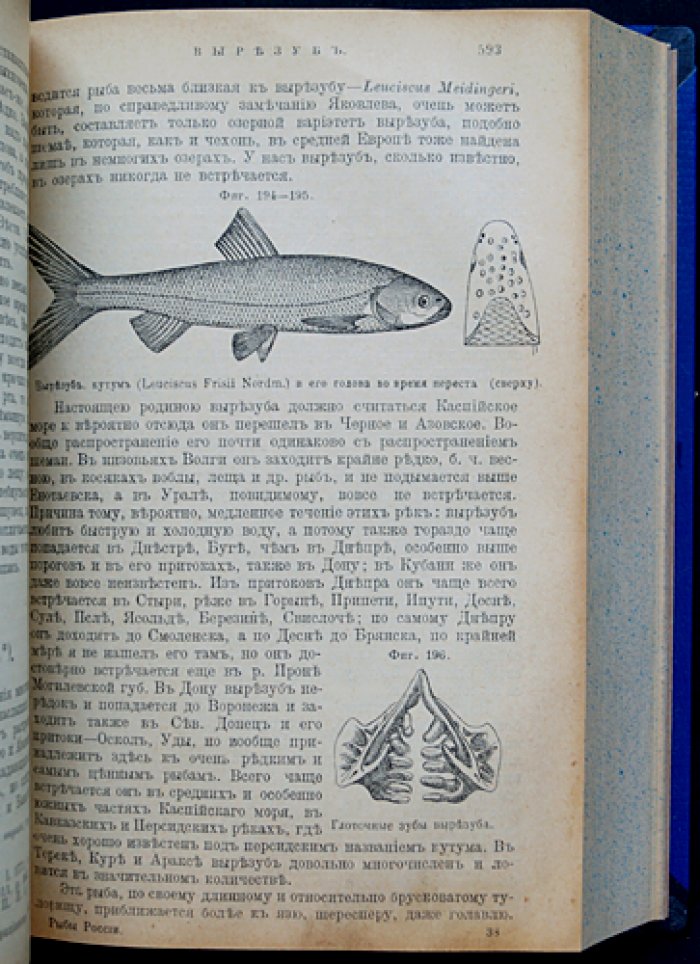 Рыбы России. Жизнь и ловля (уженье) пресноводных рыб (3-е издание, 1911)