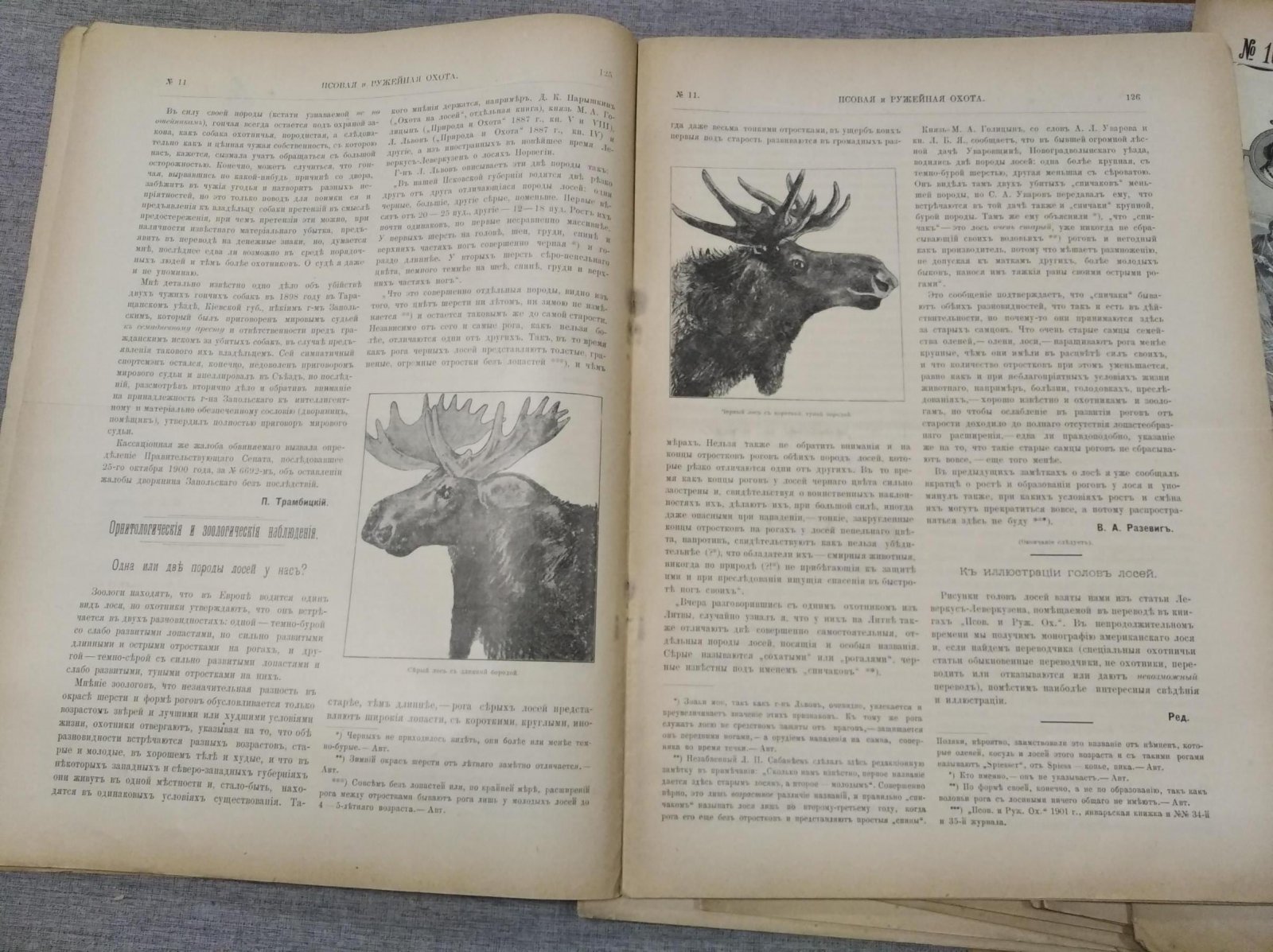 Псовая и ружейная охота. Выпуски № 9–29 (21 номер), 1902 год — журнал «Семья охотников»