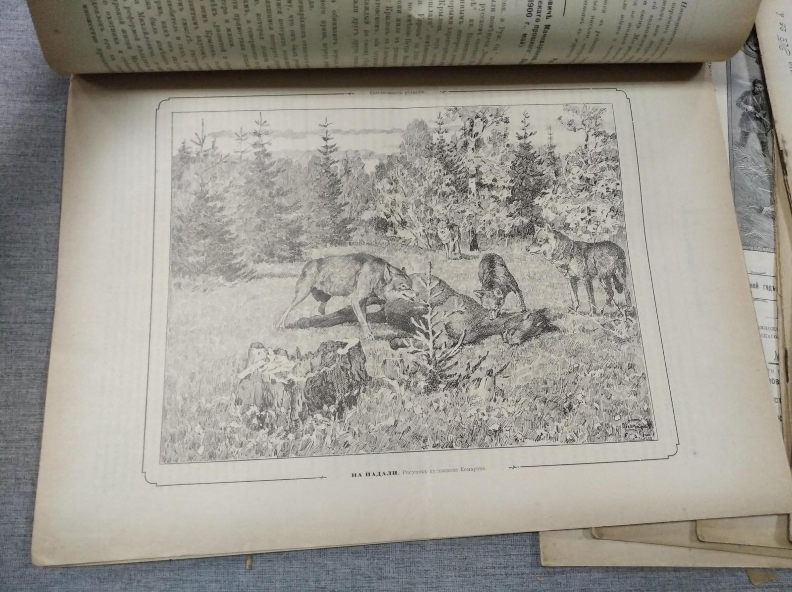 Псовая и ружейная охота. Выпуски № 9–29 (21 номер), 1902 год — журнал «Семья охотников»