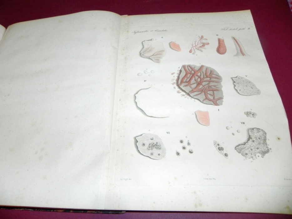 Julii Vogel / Юлий Фогель. Icones Histologiae Pathologicae. Tabulae Histologiam Pathologicam Illustrantes / Иллюстрации по патологической гистологии. Таблицы, поясняющие патологическую гистологию