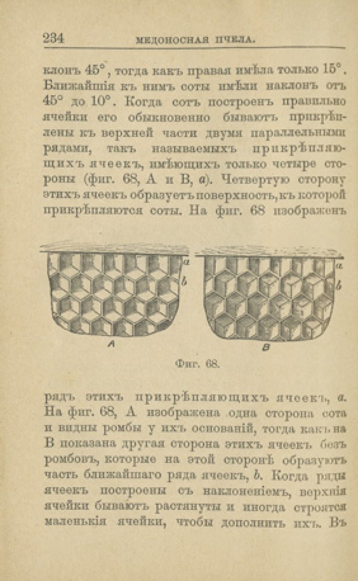 Медоносная пчела: естественная история, анатомия и физиология пчелиной семьи (иллюстрированное издание)