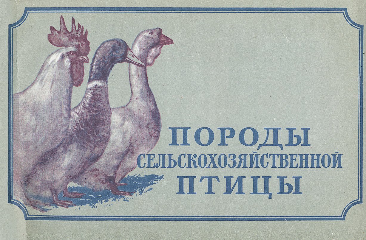 Породы сельскохозяйственной птицы: лучшие породы по материалам ВСХВ 1954–1955 годов