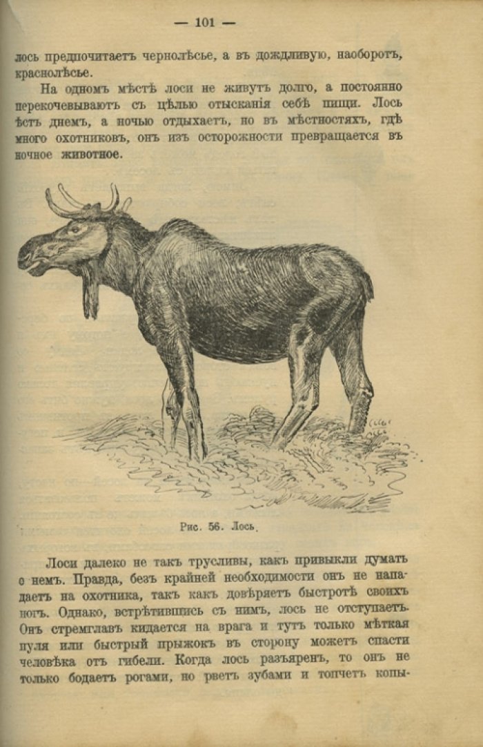 Л. Янсон и В.Л. Анцов. Конволют: охота на зверя и дичь (лесная, водяная и болотная). Практические руководства для начинающих охотников
