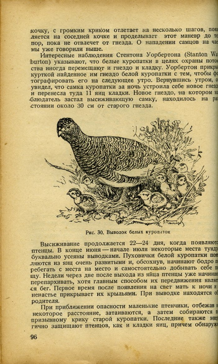 Охота на пернатую дичь. Практическое руководство для охотников-любителей