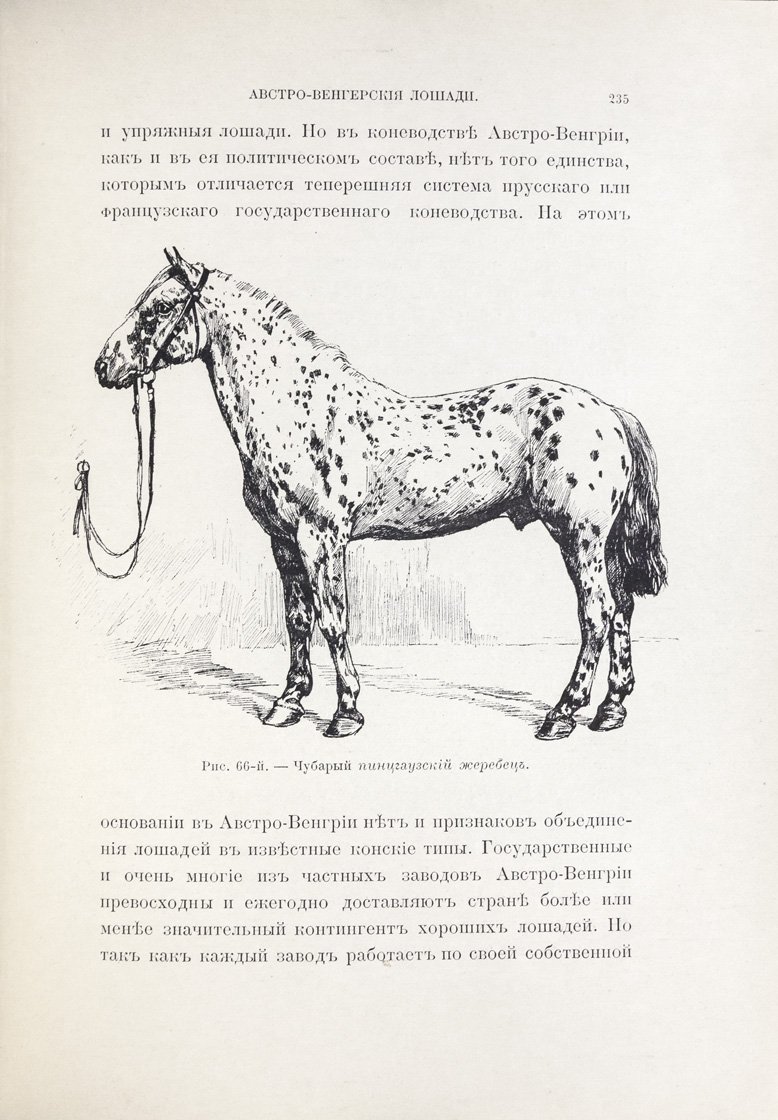 Лошади: конские породы. Полный справочник с историей коневодства (втор. пол. XIX века)