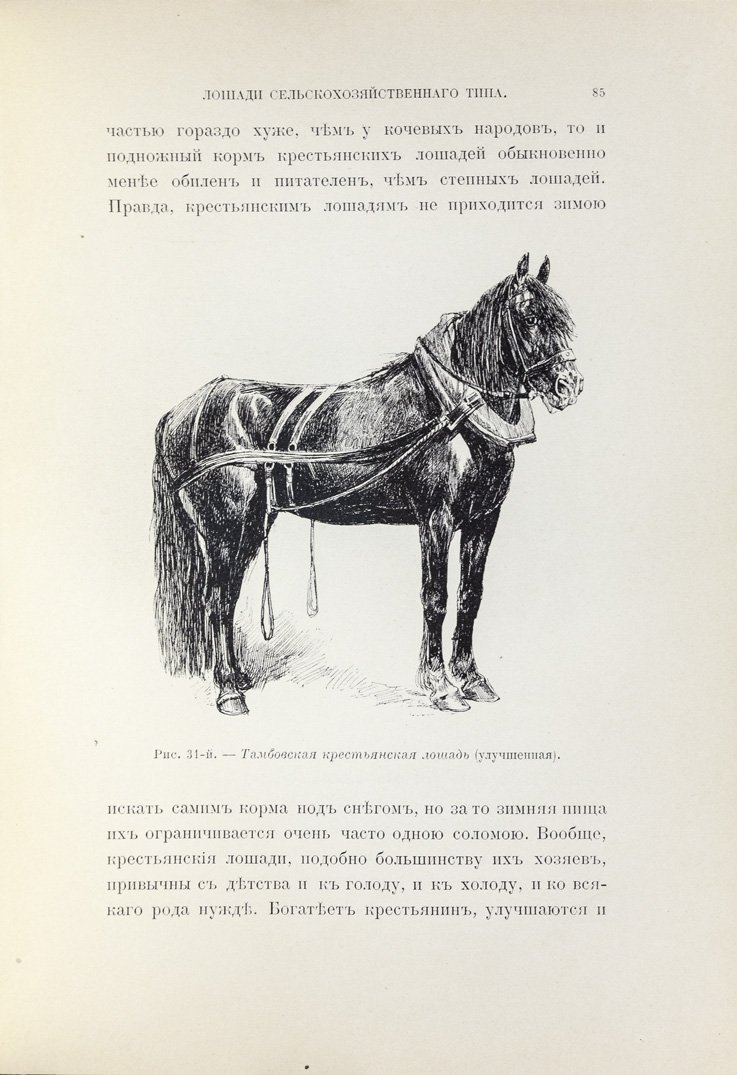 Лошади: конские породы. Полный справочник с историей коневодства (втор. пол. XIX века)