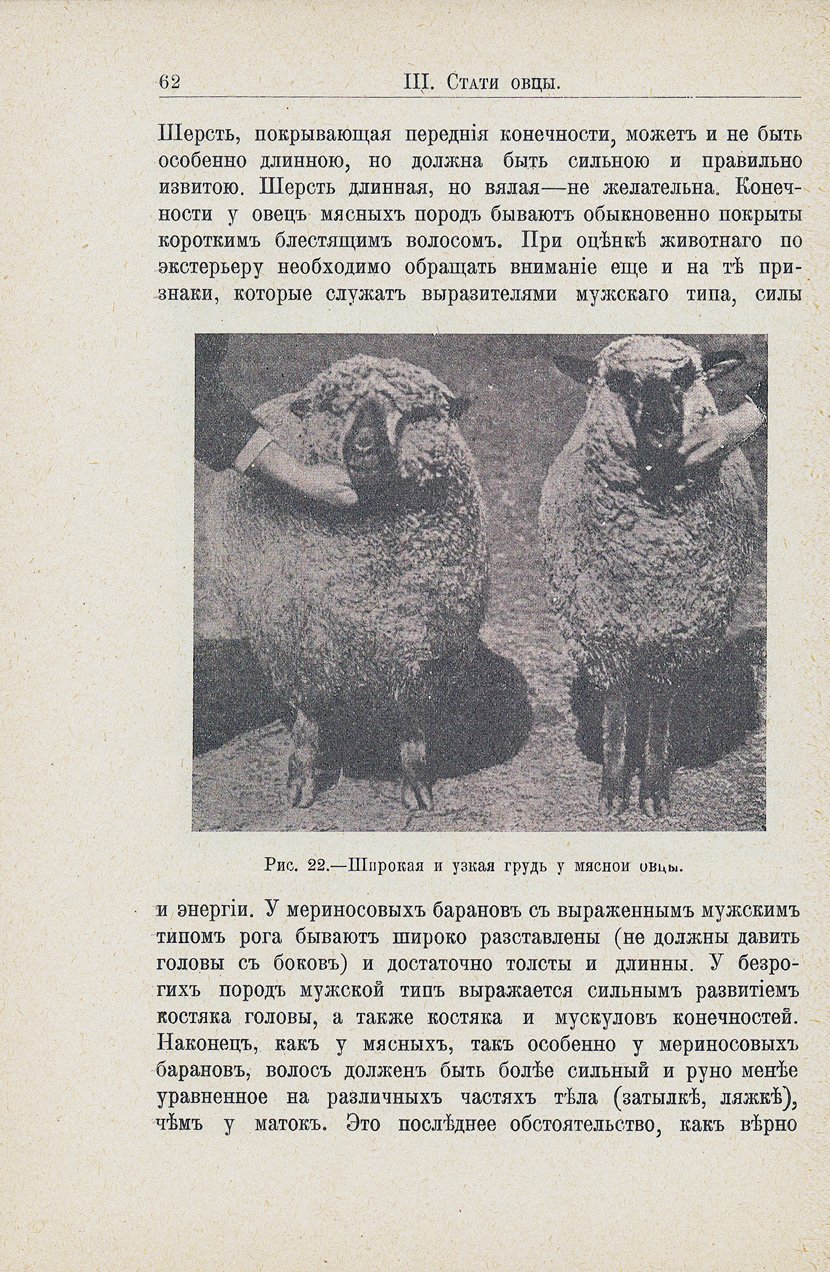 Овцеводство. Учебник по частному скотоводству и зоотехнике