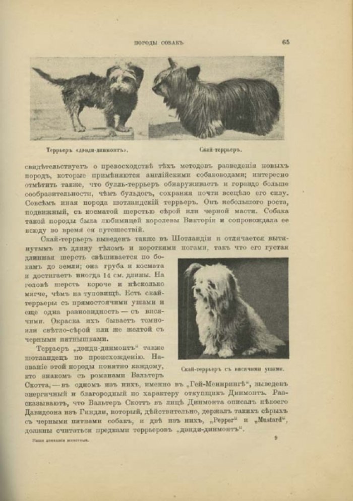 Наши домашние животные: лошади, коровы, собаки, птицы и другие (подарочное иллюстрированное издание)