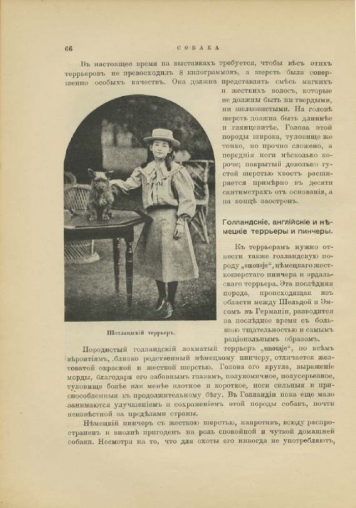 Наши домашние животные: лошади, коровы, собаки, птицы и другие (подарочное иллюстрированное издание)
