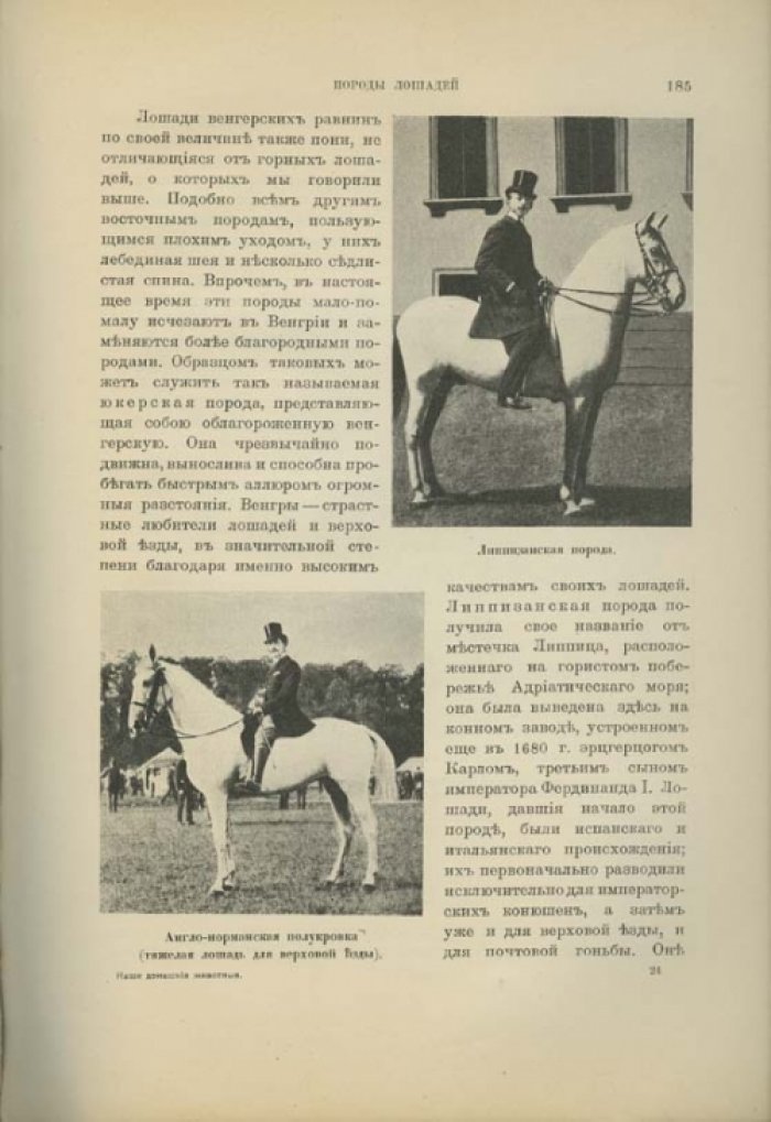 Наши домашние животные: лошади, коровы, собаки, птицы и другие (подарочное иллюстрированное издание)