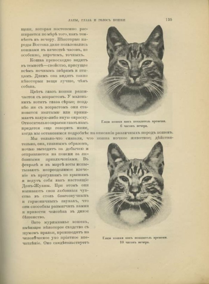 Наши домашние животные: лошади, коровы, собаки, птицы и другие (подарочное иллюстрированное издание)