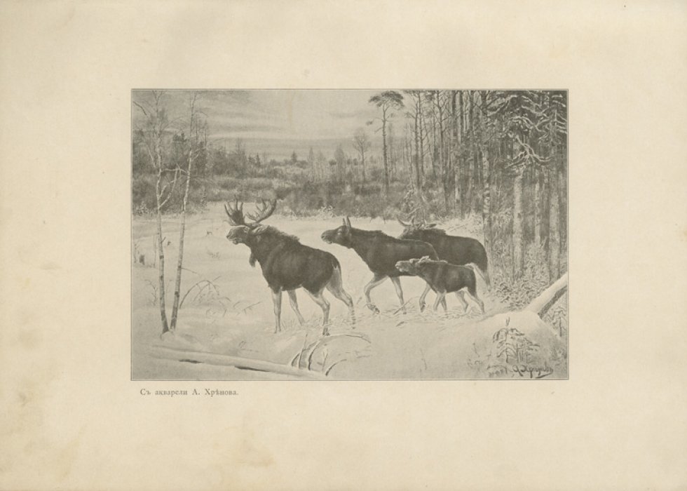 Охота на лося (1900) — жизнь зверя и практические способы добычи