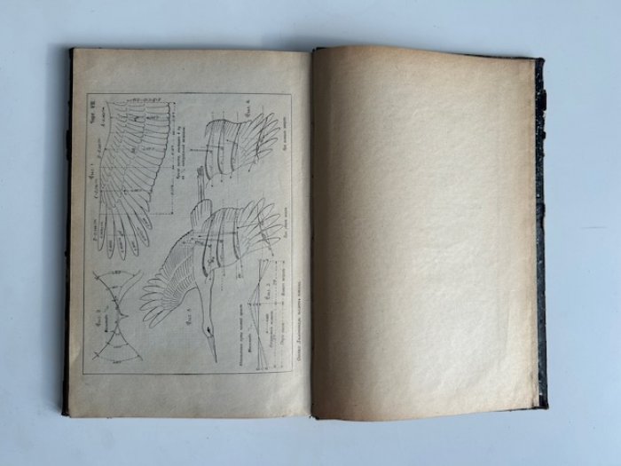 Полет птиц. Систематика техники полёта и основы искусства летать (издание 1905 г.)