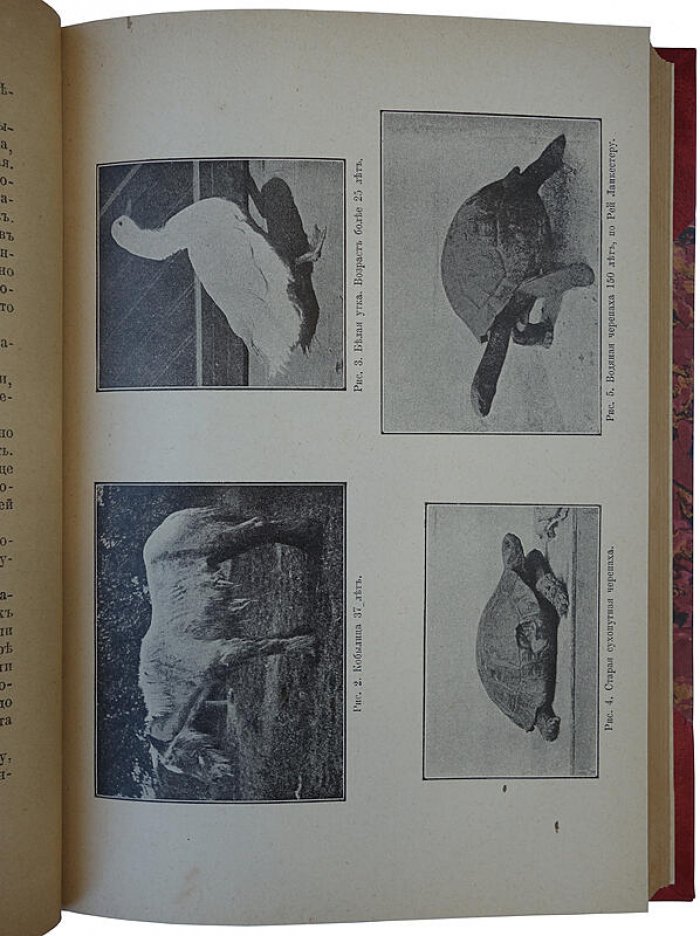 И. И. Мечников — «Этюды оптимизма» (1913). Антикварная книга, Москва, «Научное слово»