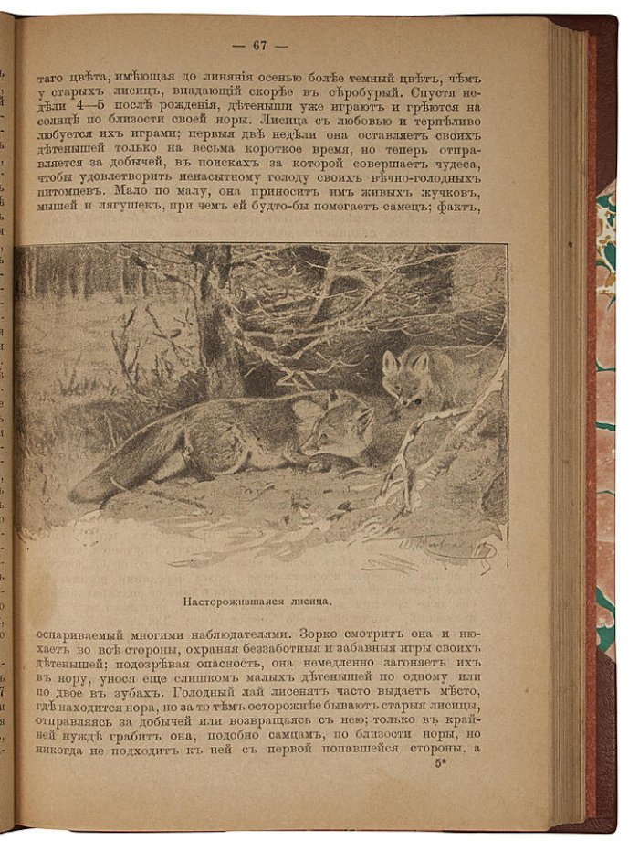 Звери, птицы и насекомые Средней Европы: их жизнь и нравы (антикварное издание, 1901)
