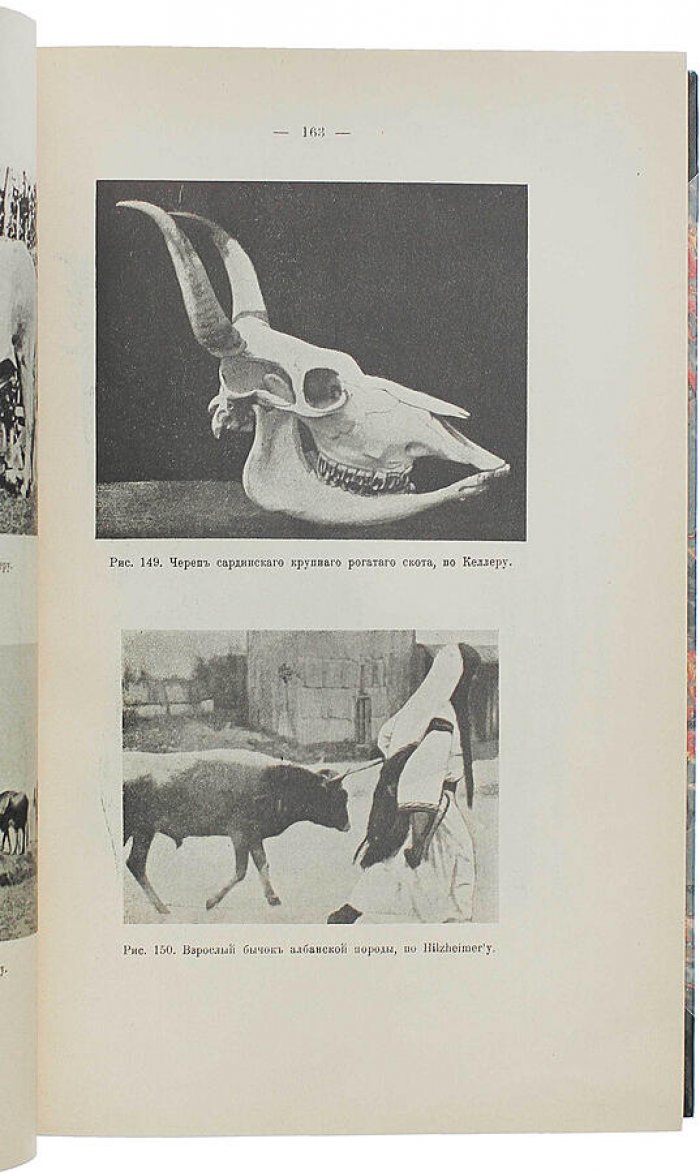 Конволют Е.А. Богданов: «Происхождение домашних животных» (1913) и «Менделизм или теория скрещивания» (1914)