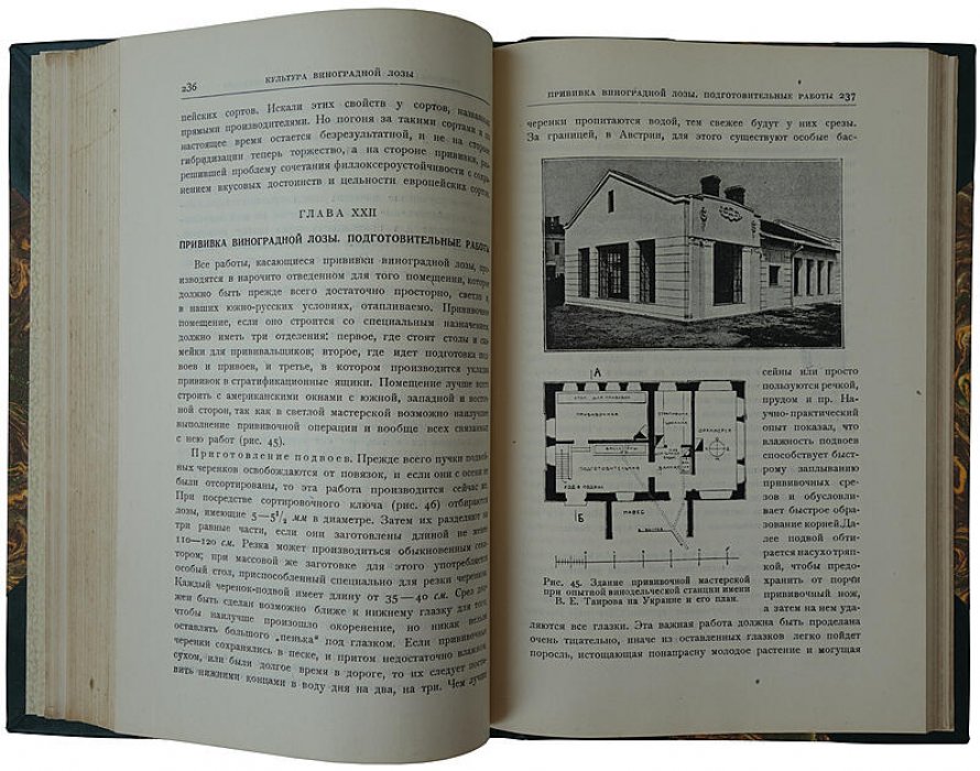 Виноградарство: практическое руководство и справочник по культуре винограда (антикварное издание 1927 года)